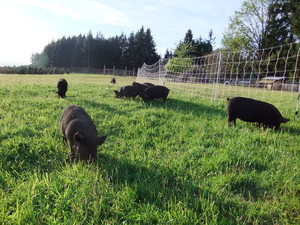 Full Moon Farm