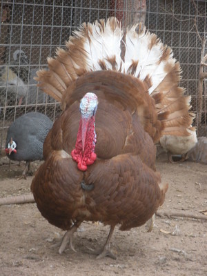 Bell Poultry