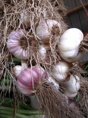 Keene Organics Garlic