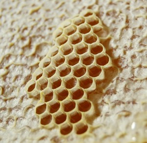 White Ginkgo Apiary
