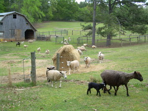 Shady Brook Farm