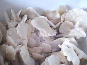 Elm Oyster Mushrooms