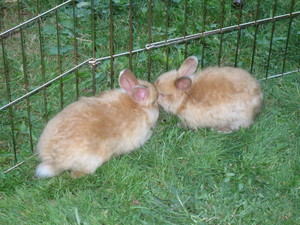 Rain Shadow Rabbitry