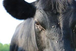 Miller Farms Beef,Ltd.