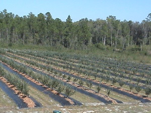 Horner Farms, Inc.