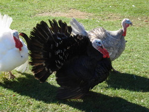 Hurricane Farm