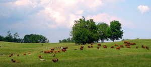 Better Beef LLC