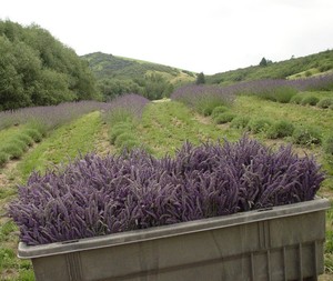 Sleepy Hollow Lavender