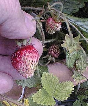 Musk Strawberries