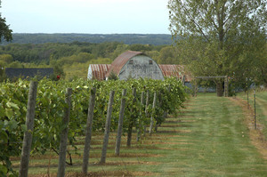 Martell Vineyards