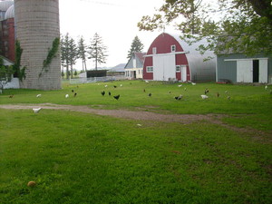 Broody Hen Farm