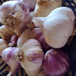 Garlic Gods