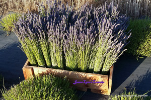 Jeanne Lynn's Lavender