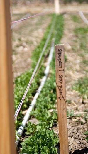 A Wren's Nest Farm