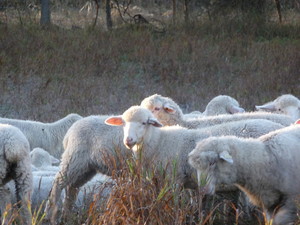 Full Circle Organic Farm