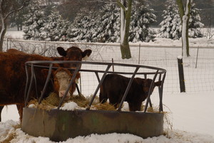 Gale Acres Farm