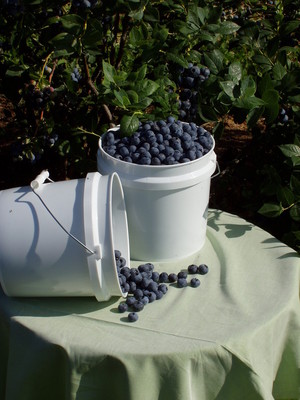 Sunset Valley Organics - Wilt Farms