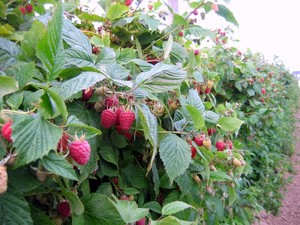 Straub Berry Farm