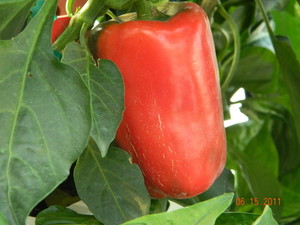 JMAK Farms Inc