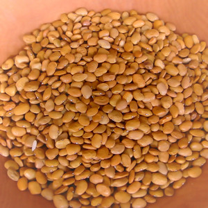 Rancho Gordo
