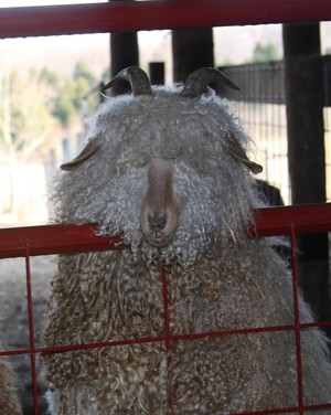 Rivendell Meadows Alpacas & Angoras