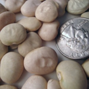 Southern Exposure Seed Exchange