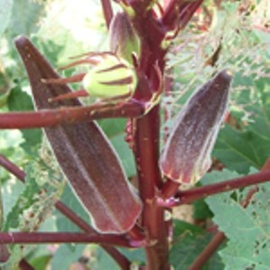 Southern Exposure Seed Exchange
