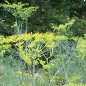 Southern Exposure Seed Exchange