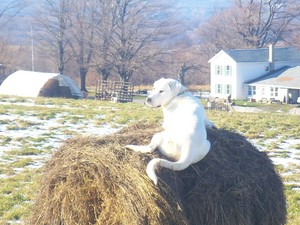 Braun Farm