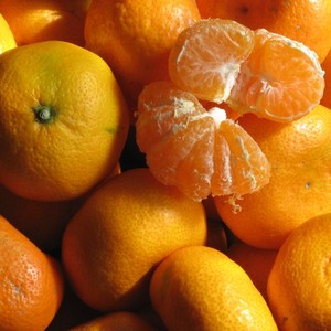 Sierra Nevada Citrus