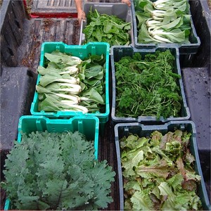 Woodbridge Farm