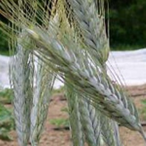 Southern Exposure Seed Exchange