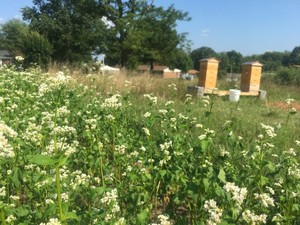 Urban Teaching Farm