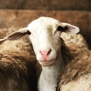 The Farmette
