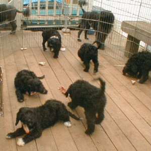 Copeland Family Farms RANGE Pet Foods