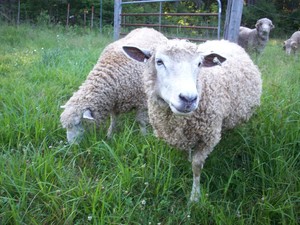 Cranberry Moon Farm