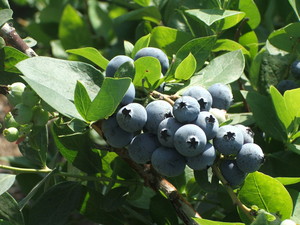 Greg Berry