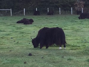 Thunder River Alpacas