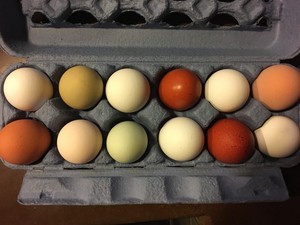 Twisted Root Organic Farm