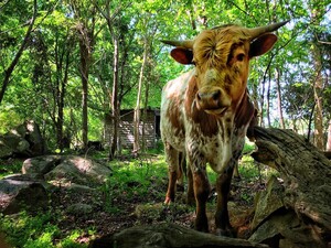 Ozark Akerz Regenerative Farm