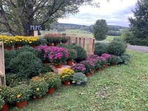 Angevine Farm