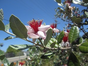 Eden's Trees