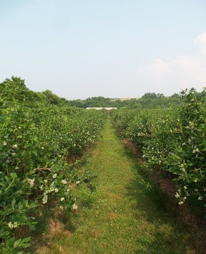 Burkhart's Blueberries