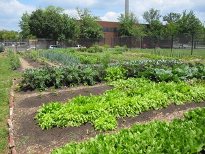 Isles' Urban Harvest CSA