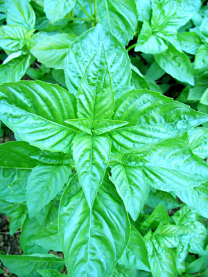 Garden Medicinals and Culinaries