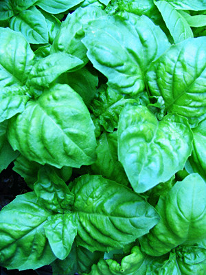 Garden Medicinals and Culinaries