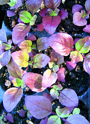 Garden Medicinals and Culinaries