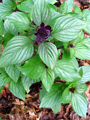 Garden Medicinals and Culinaries