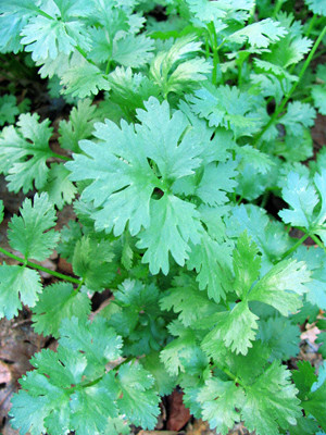 Garden Medicinals and Culinaries