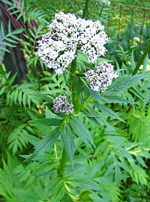 Garden Medicinals and Culinaries